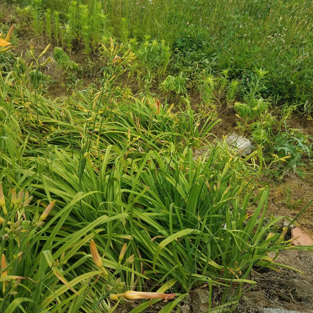 Daylily patch possibly sprayed with herbicides - note the curling stems and other plants drooping