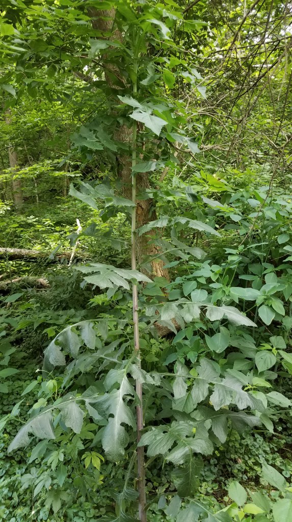Wild lettuce large enough to harvest for sap