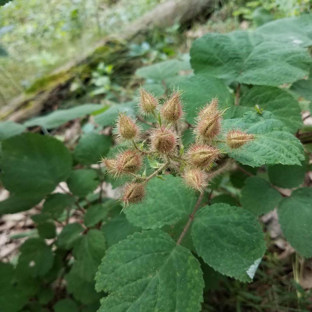 Even the wineberries seem behind schedule this year