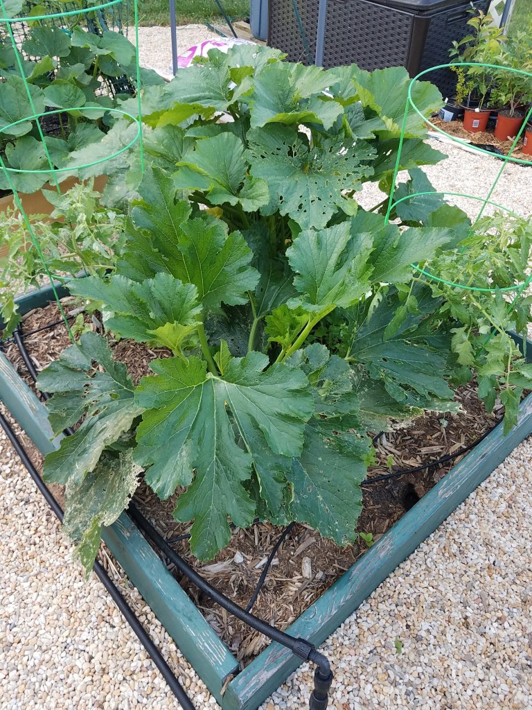 Box A2 - More summer squash, tomatoes and aromatic herbs