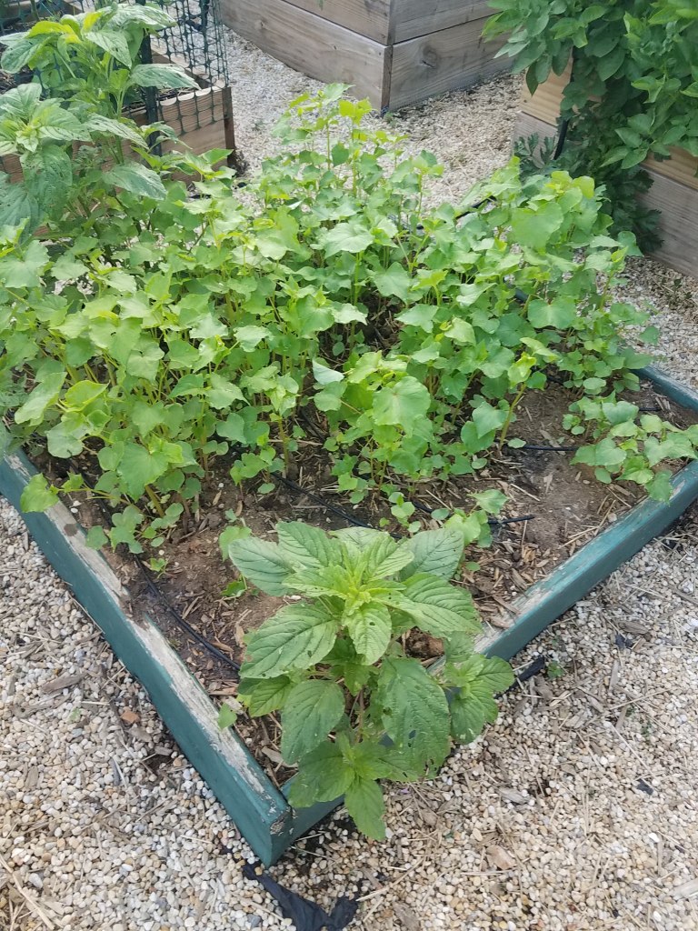Box A4 - cover crops of buckwheat and, um, volunteer amaranth