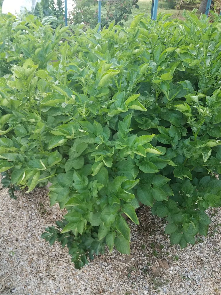 Box A5 - Mid-season potatoes