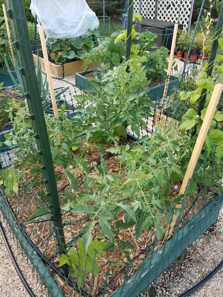 Box B1 - Tomatoes, peppers, and pole beans