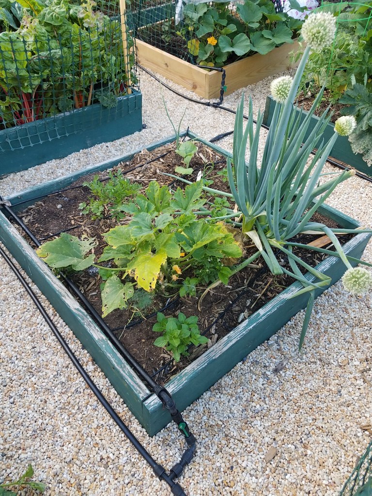 Box B2 - Squash, aromatic herbs and yes, more bunching onions gone to seed