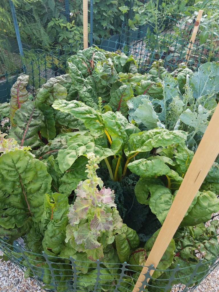 Box B3 - A random assortment of greens, enjoyed by me and the cabbage worms