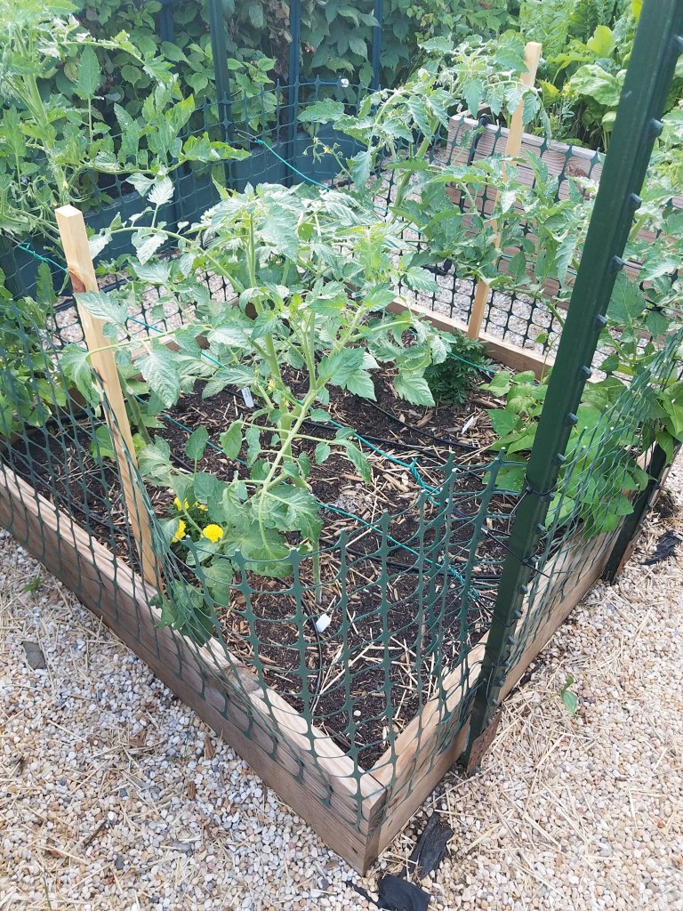 Box B4 - More tomatoes, peppers, and pole beans