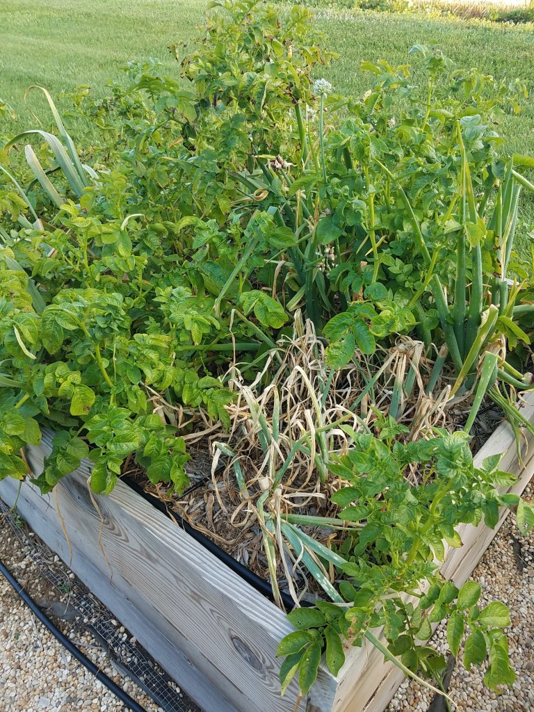 Box C1 - Alliums and volunteer potatoes