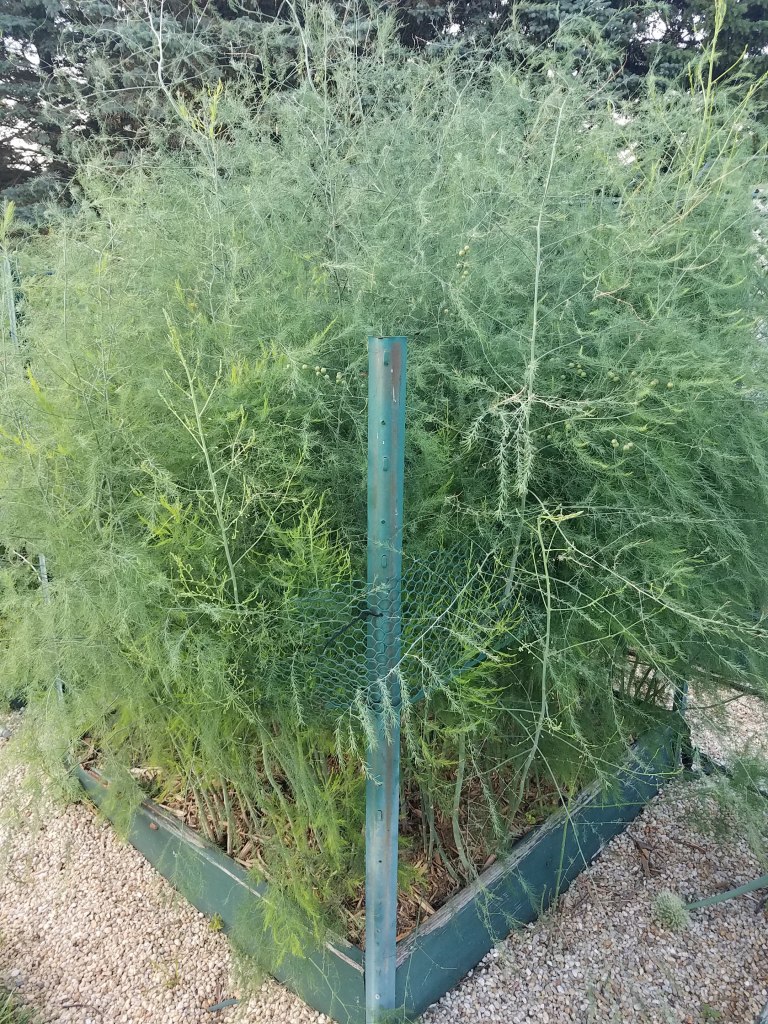 Box C3 - Crowded, cramped asparagus