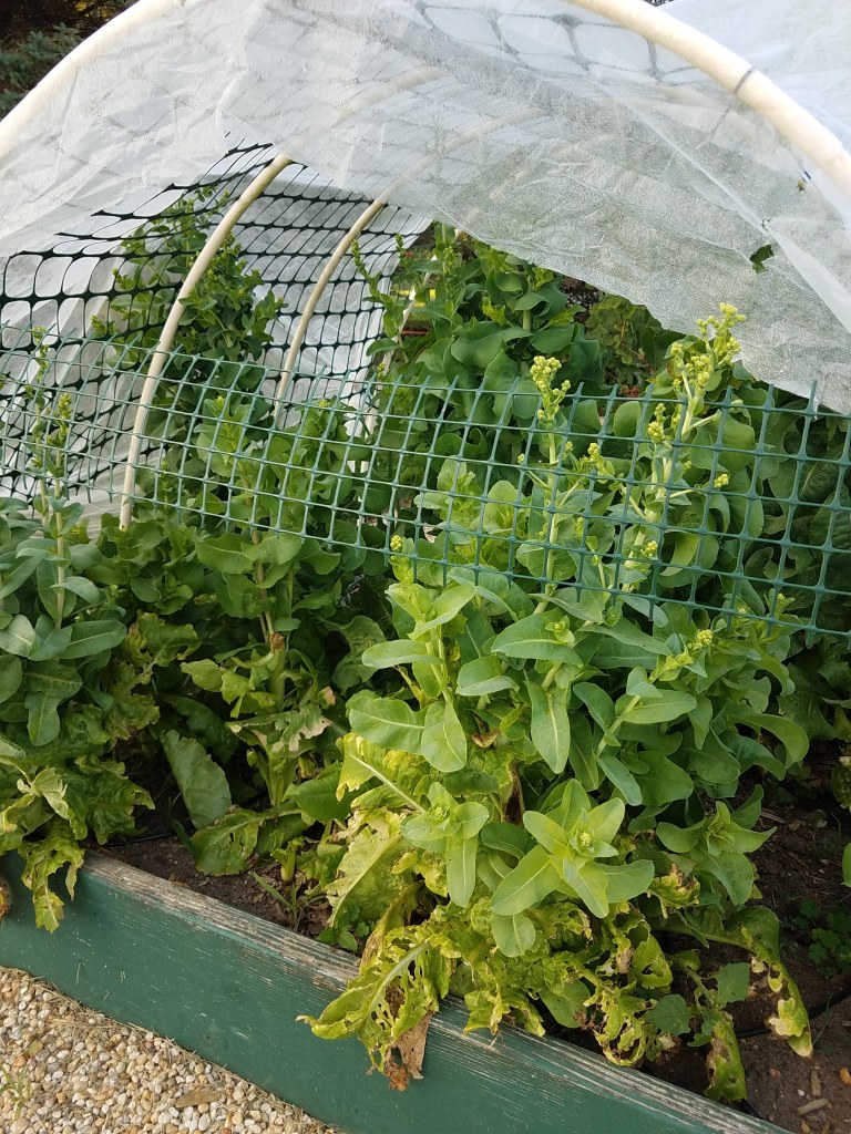 Box C6 - Seed lettuce crop, apparently