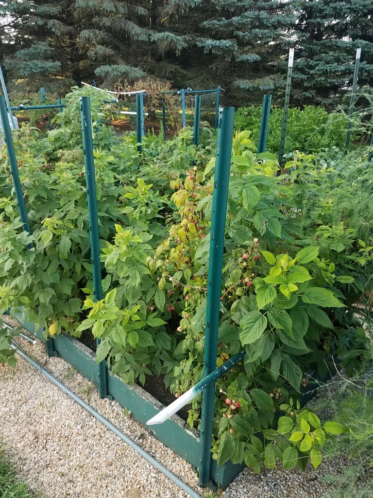 Raspberry patch