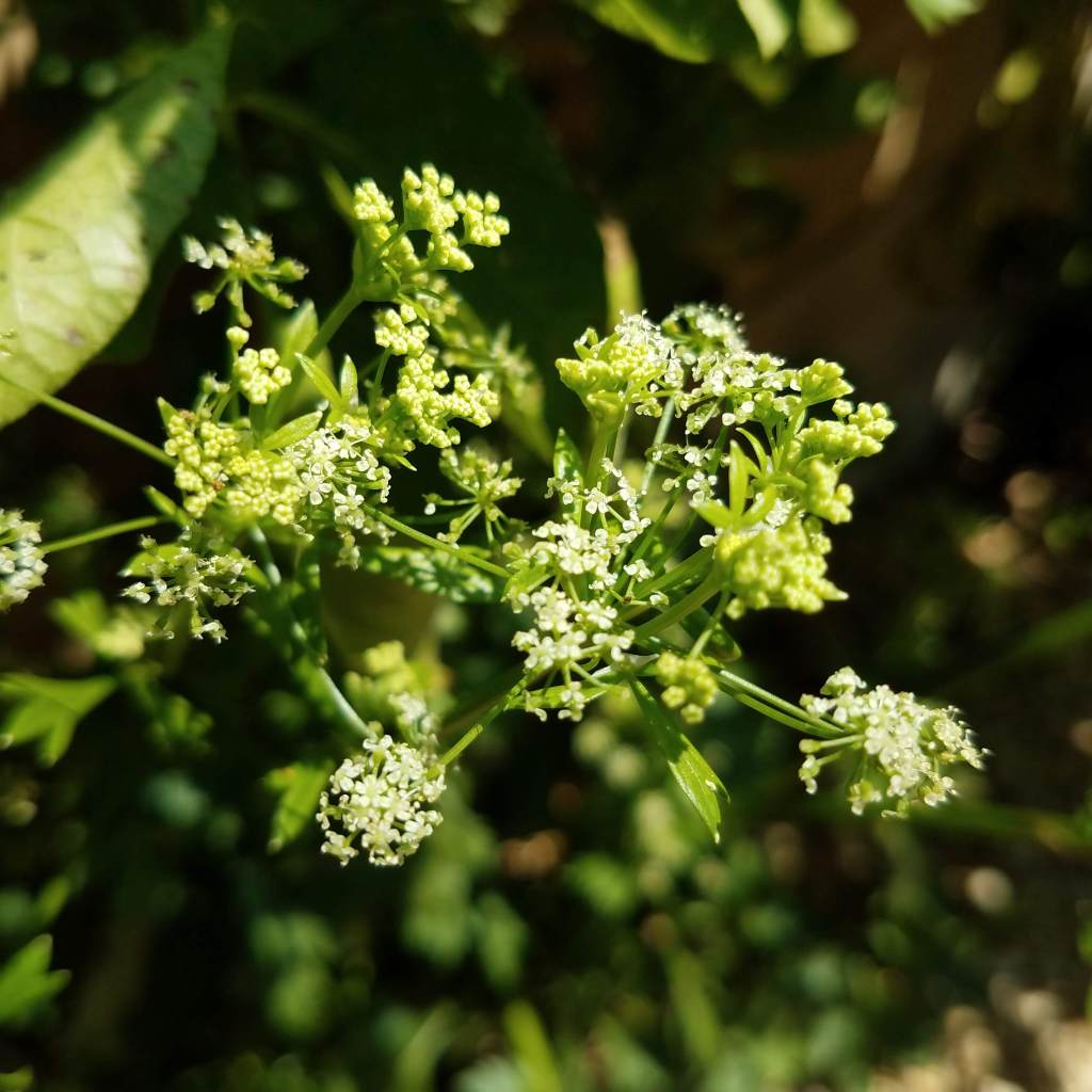 A closeup of the white mystery flowers
