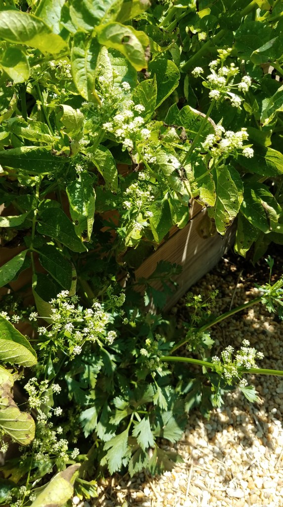 A current photo of my alleged "feral" parsnip