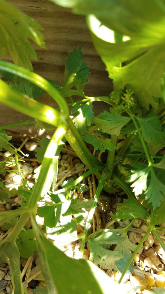A closeup of the mystery plant's stem