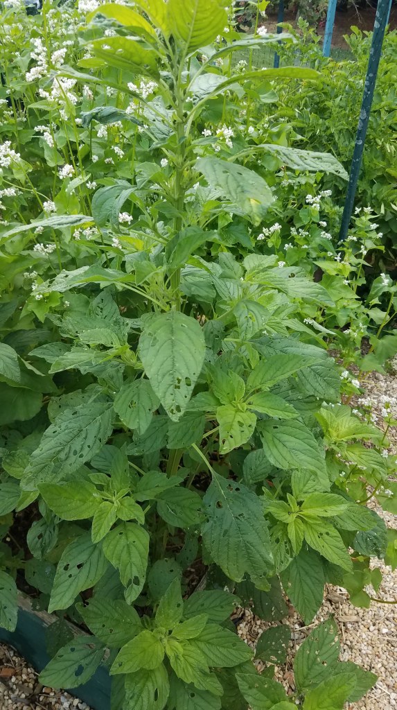Wild amaranth growing in the garden