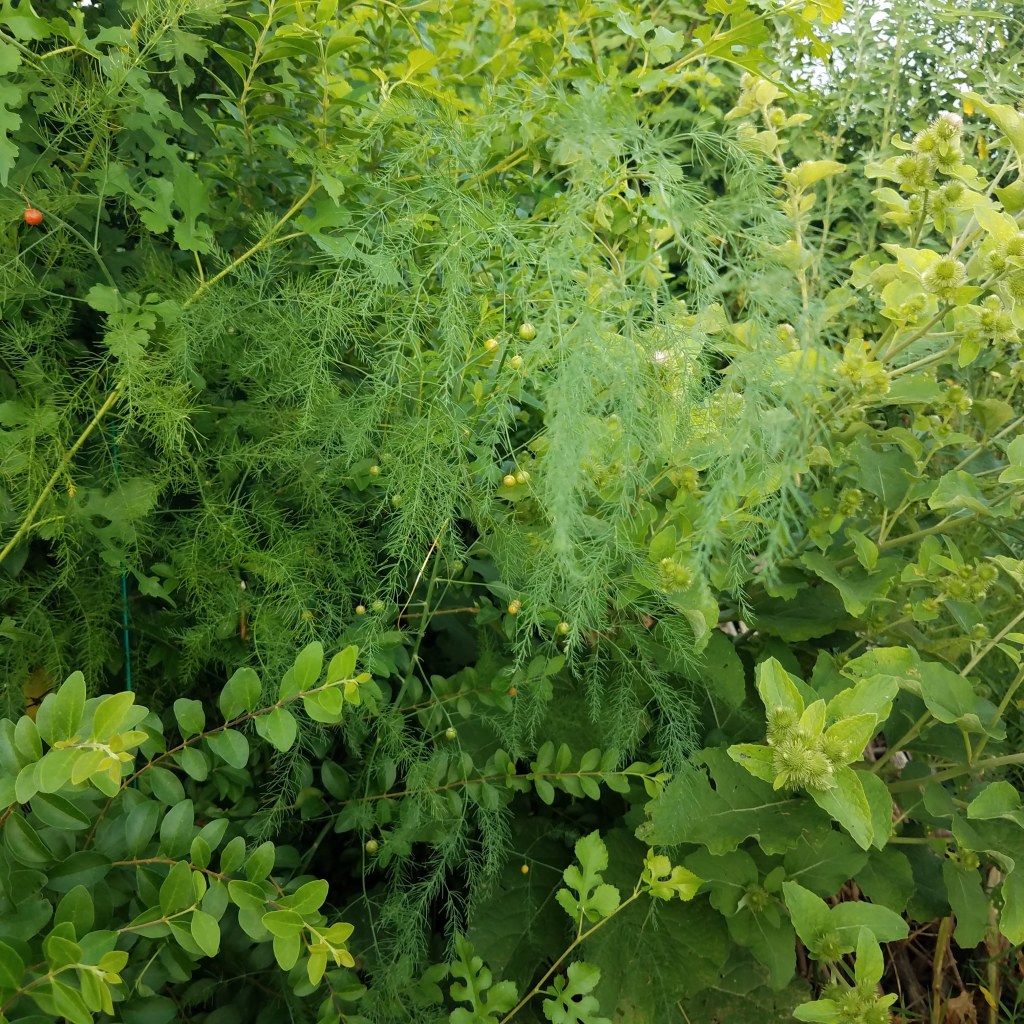 Feral asparagus behind the chicken run 