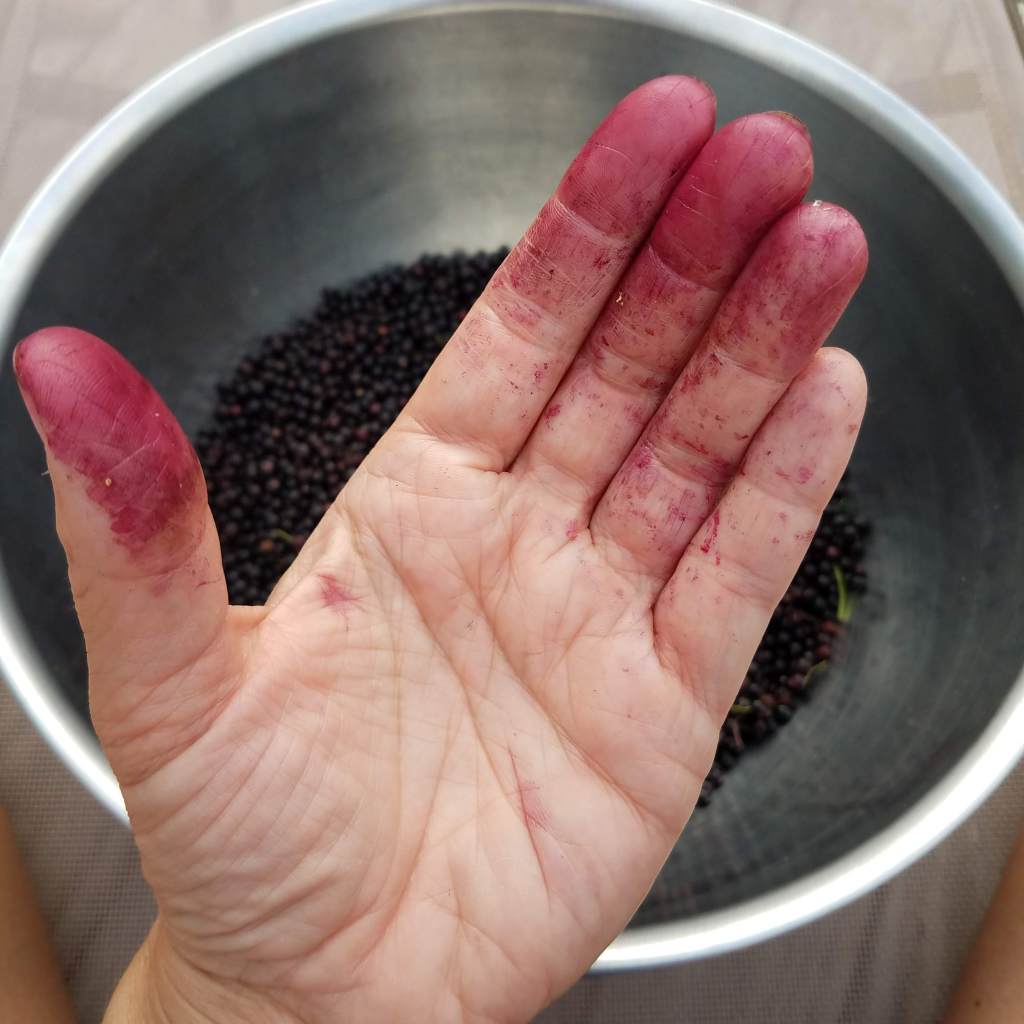 My hand stained with elderberry juice