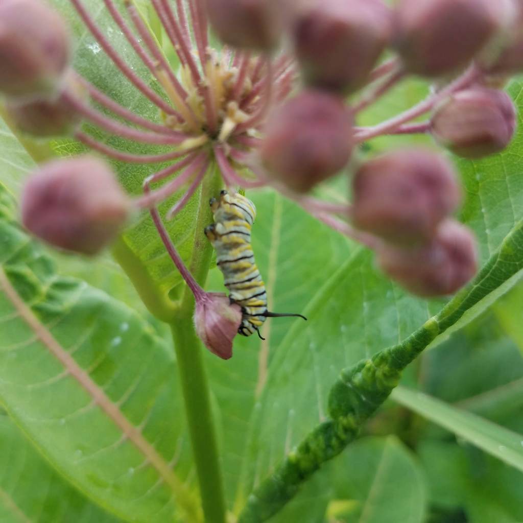 A monarch caterpillar dining on milkweed flowers