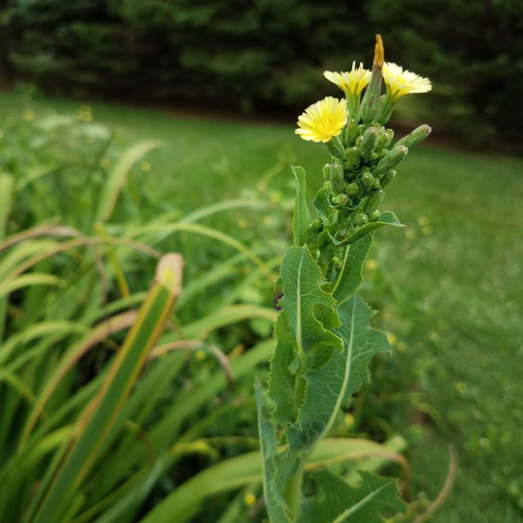 Prickly lettuce starting to flower