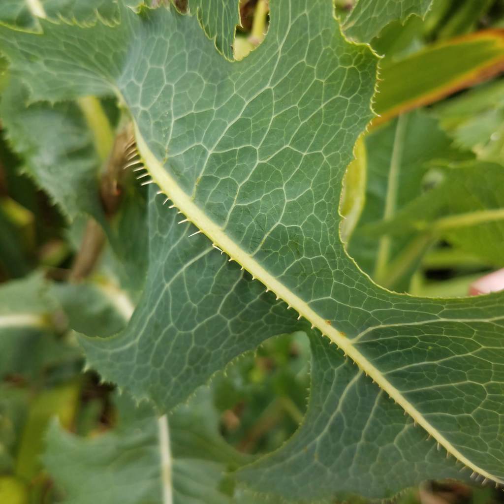 The extra-spiky midrib of a prickly lettuce leaf