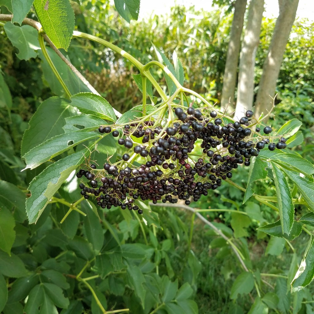A cluster of elderberries, perfect for picking
