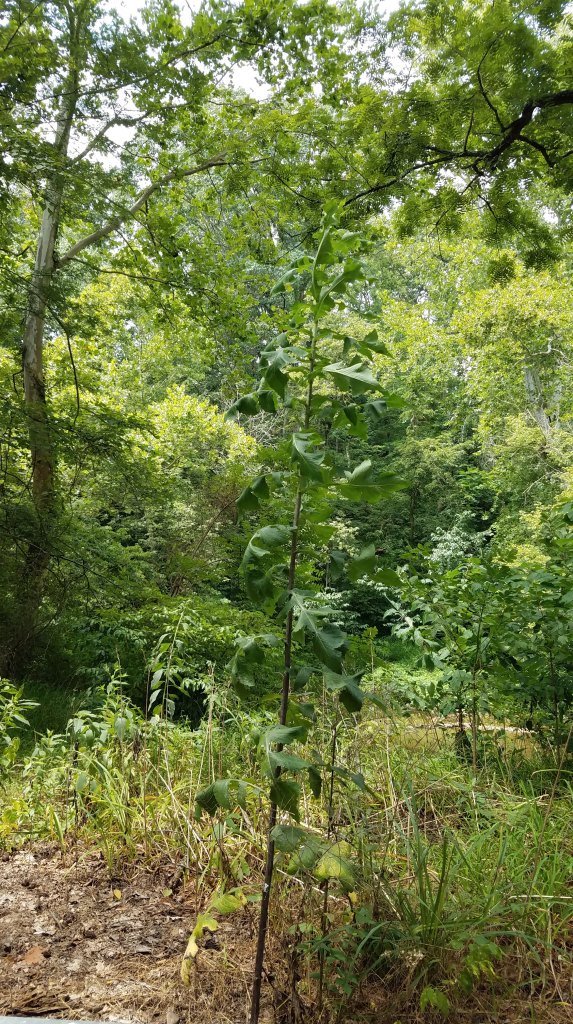Tall blue lettuce towers over my head