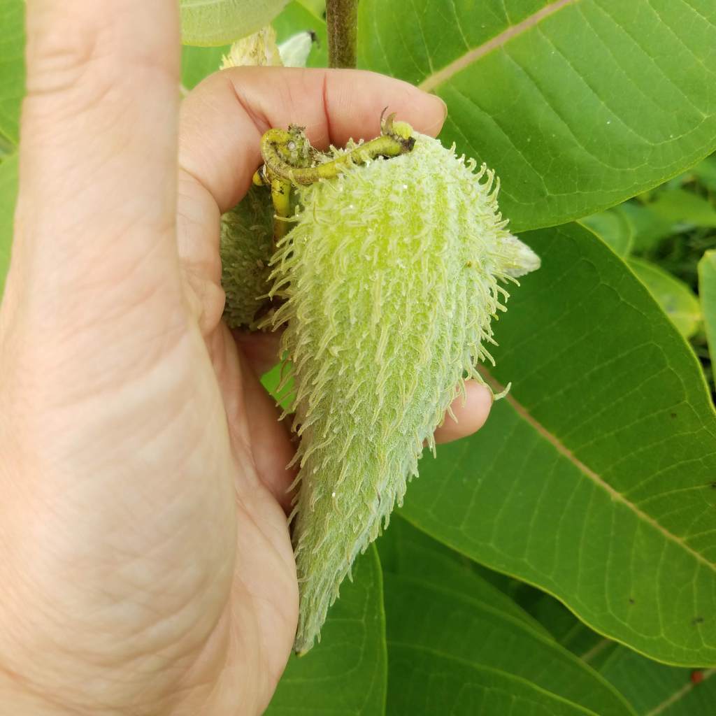 I harvested milkweed pods that were small and soft to the touch