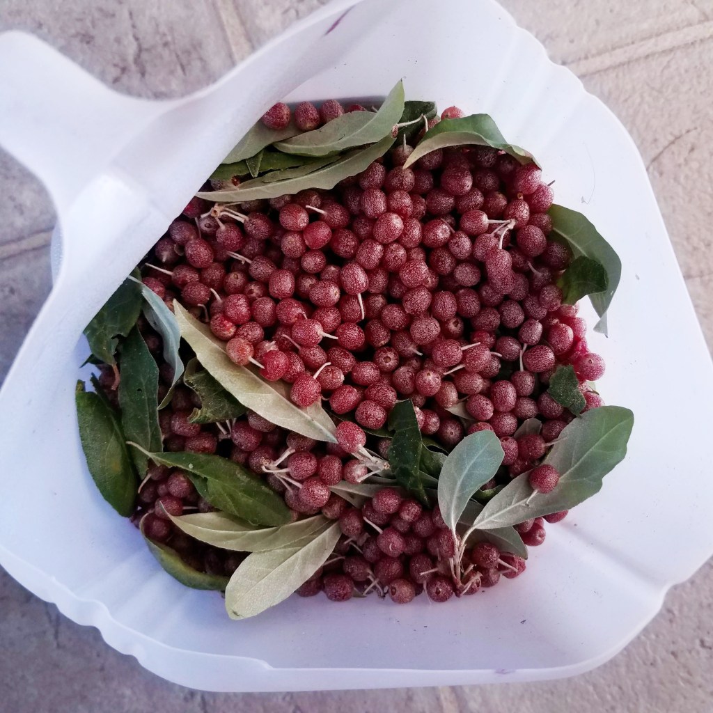 A cleaned out milk jug makes a great berry container