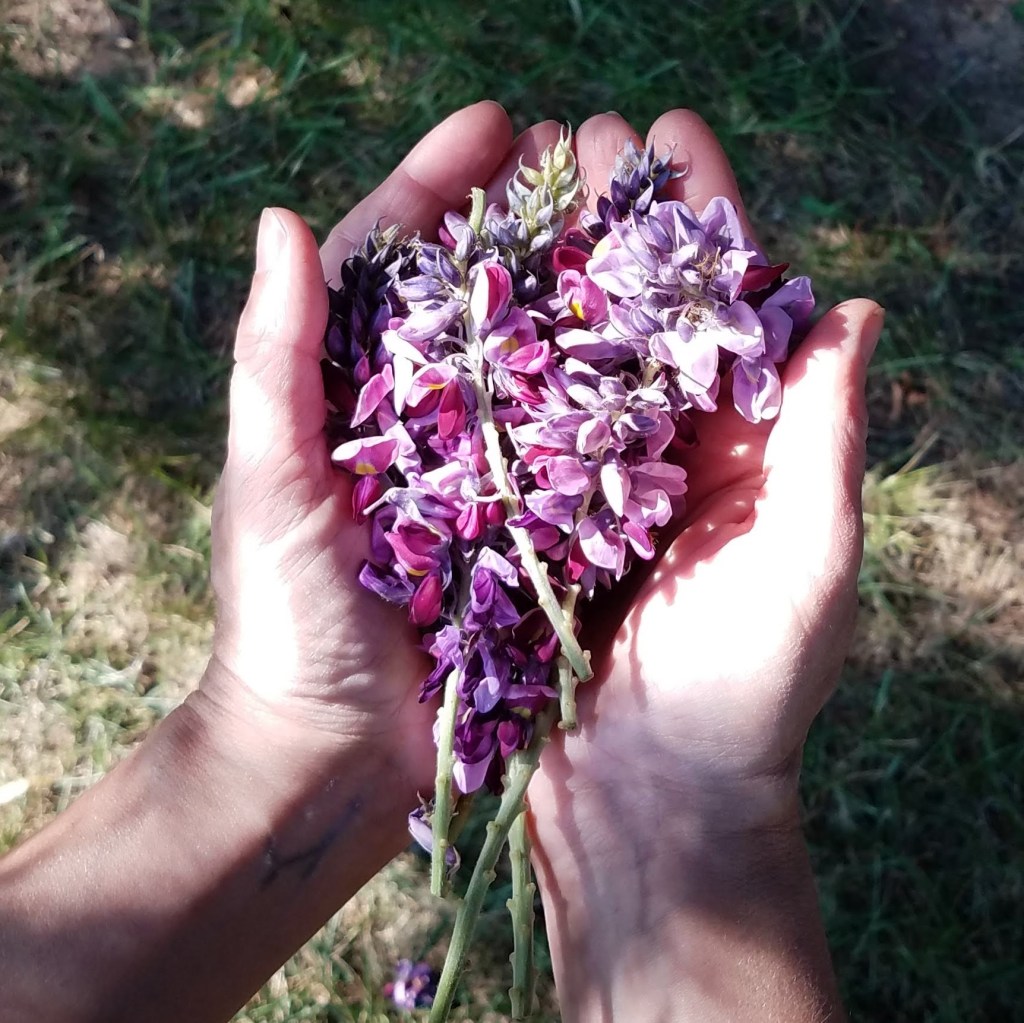 A handful of kudzu flowers