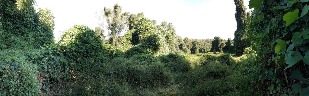 A panorama view of the kudzu-smothered field