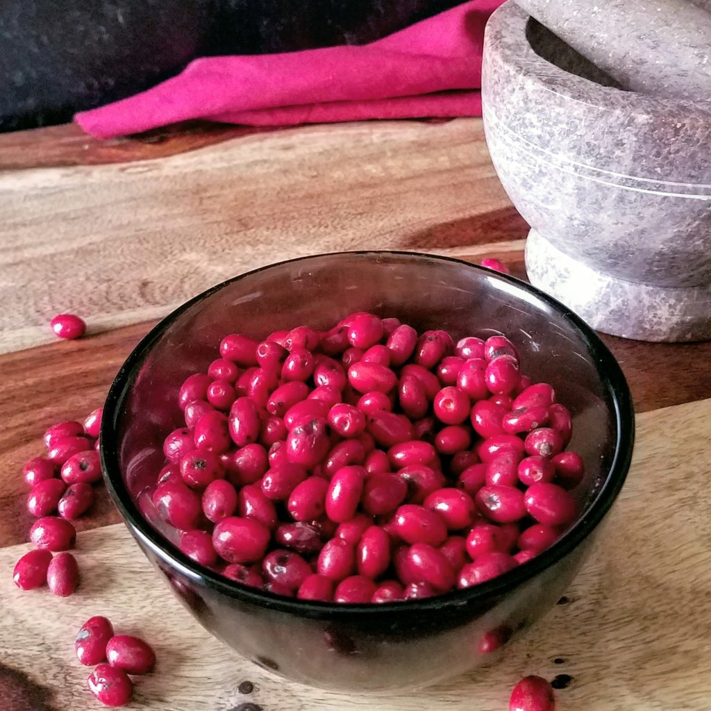 A bowl full of ripe spicebush berries