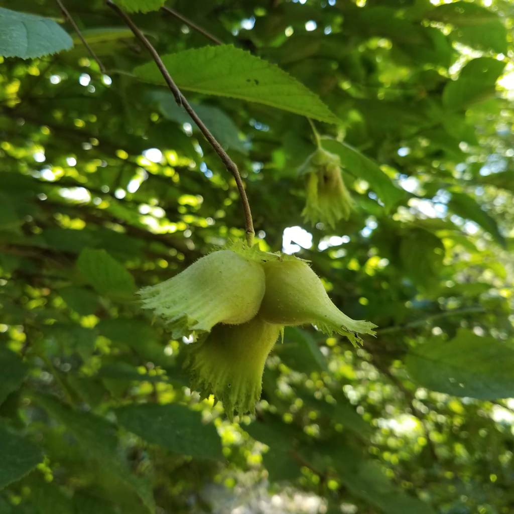 Hazelnuts still ripening on the tree branch