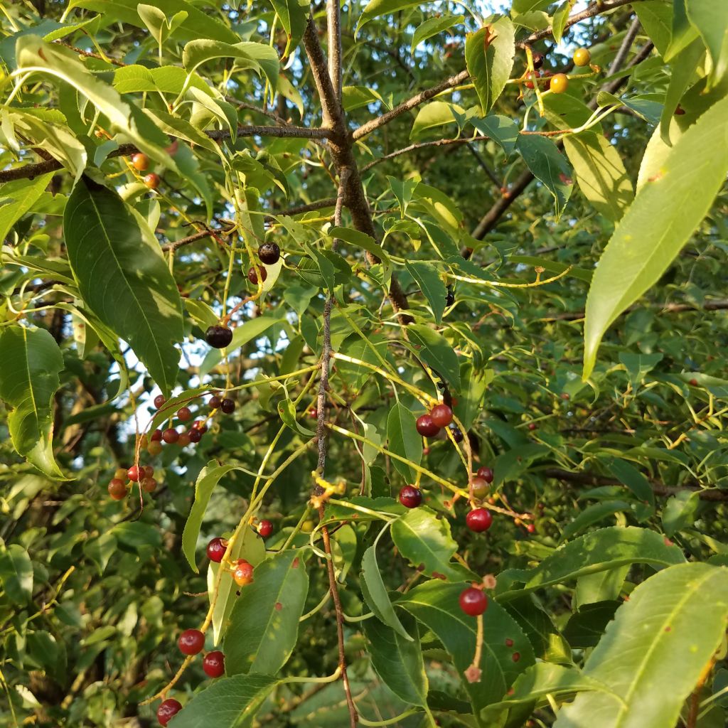 Black cherries at different stages of ripeness