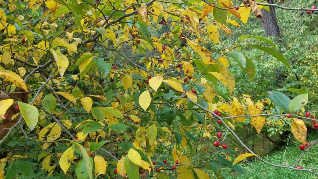 Spicebush berries fully ripen as the leaves begin changing to fall colors