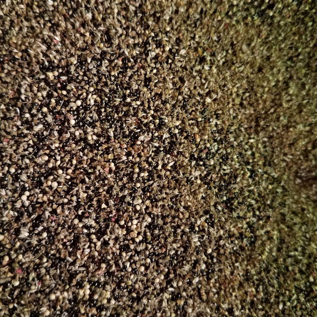 White and black amaranth seeds mixed with a lot of inedible chaff