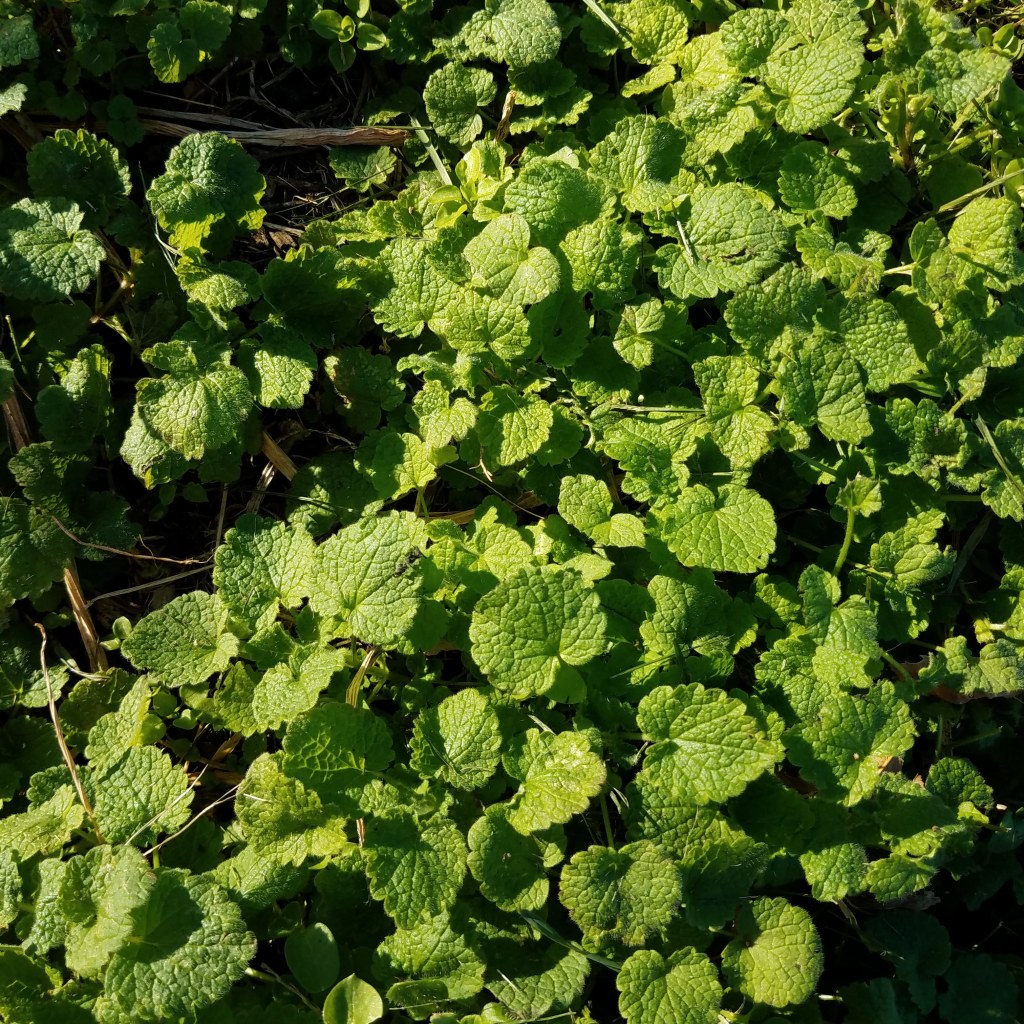 Purple dead nettle (Lamium purpureum)