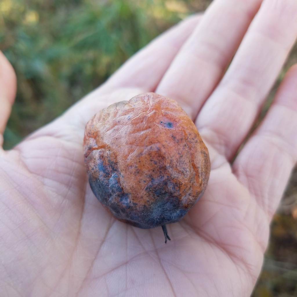 For American persimmons, ugly is beautiful