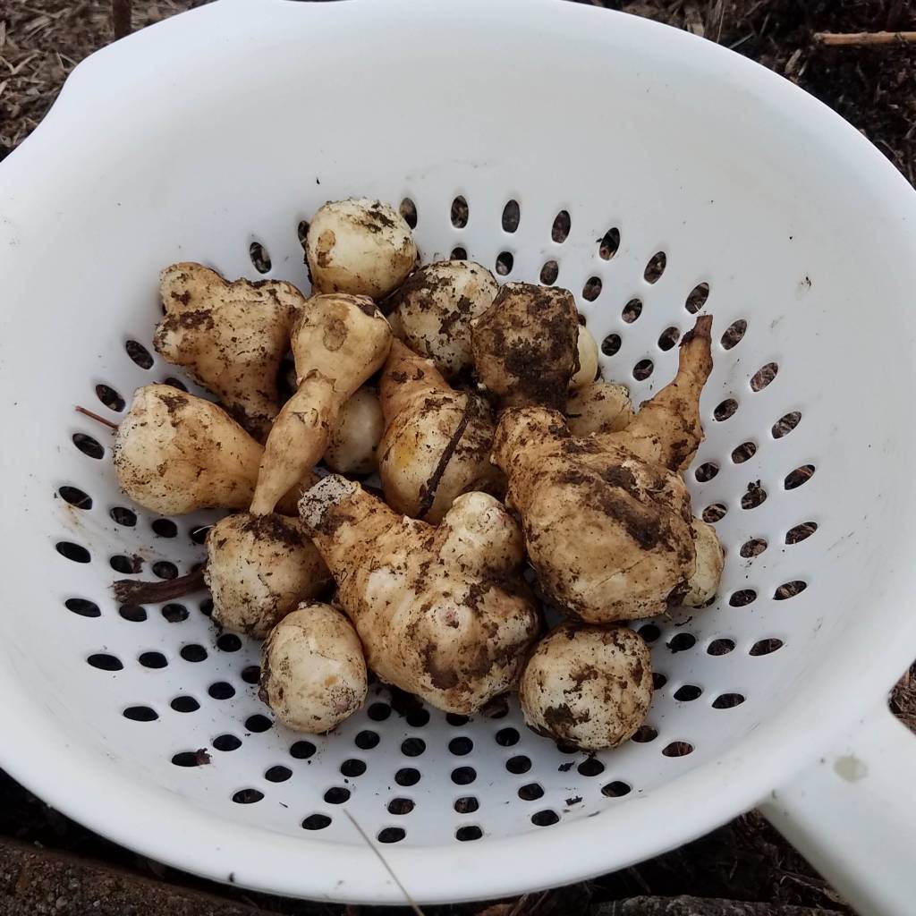 A colander containing freshly harvested sunchoke tubers