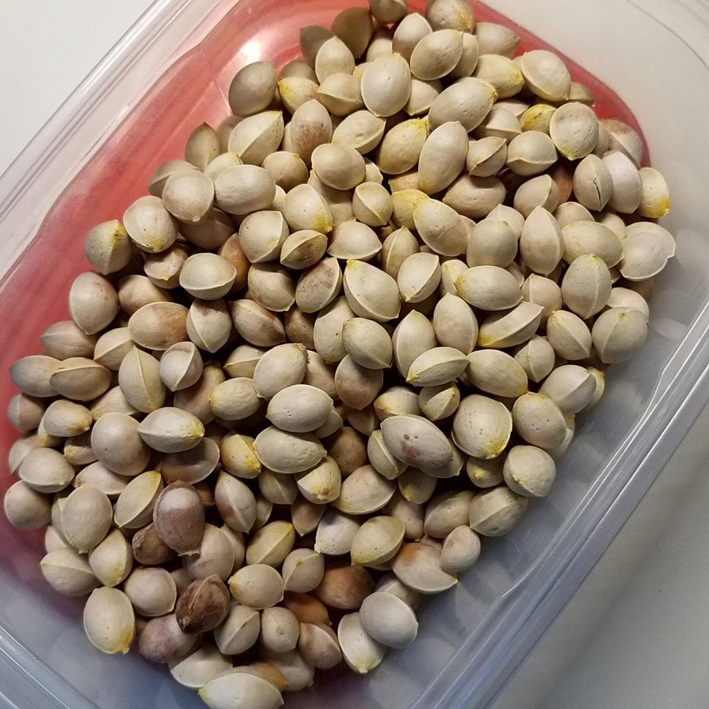 Cleaned (but still "fragrant"!) gingko nuts