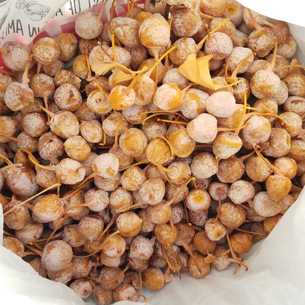 Several pounds of stinky gingko fruit double bagged to trap the stench