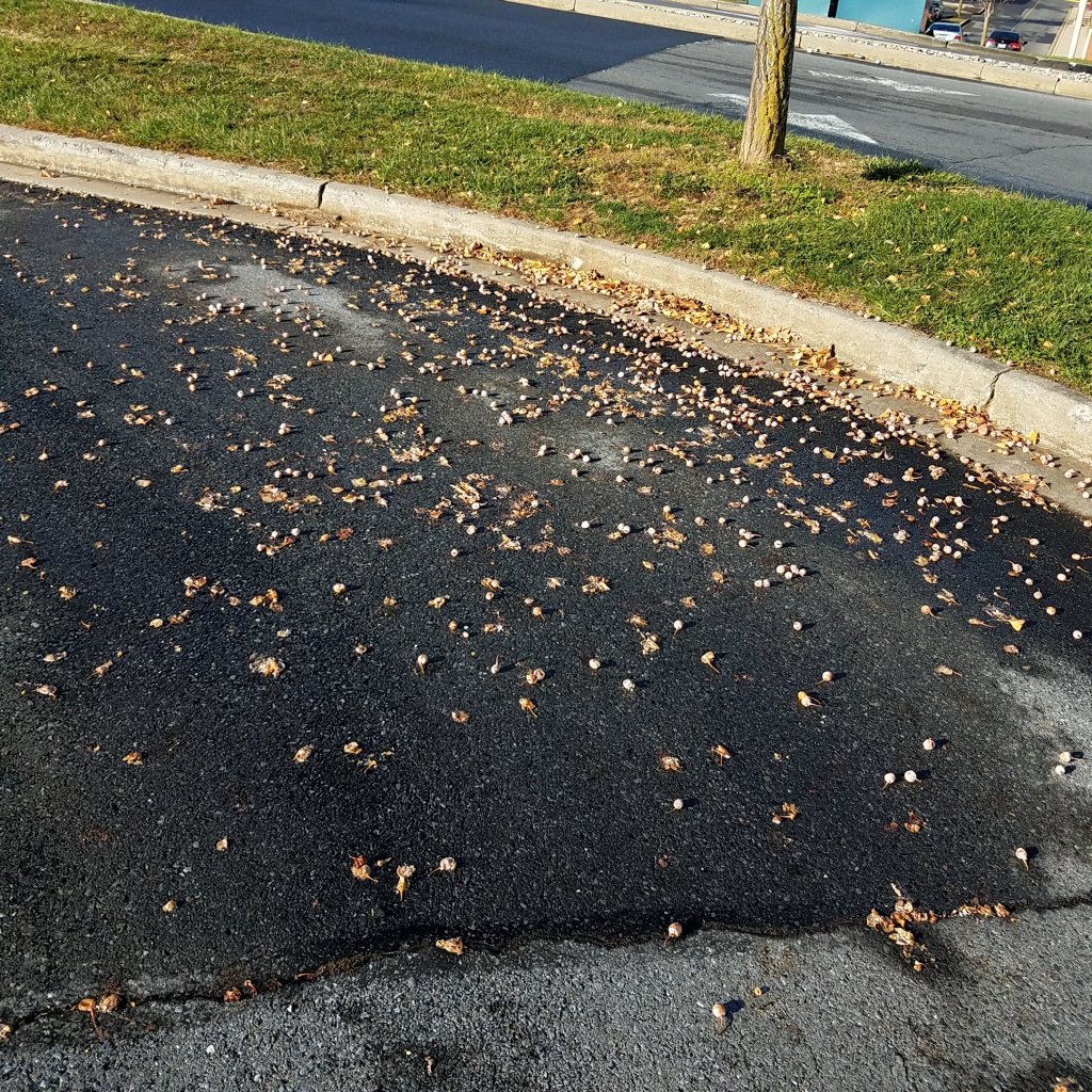 Gingko fruit carpeting the pavement in a shopping center