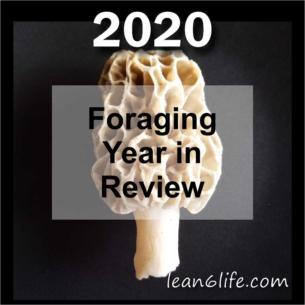 One lonely morel mushroom with text reading "2020 Foraging Year in Review" 