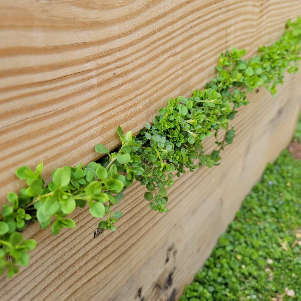Chickweed grows almost everywhere... even between the boards of a double-decker garden bed!