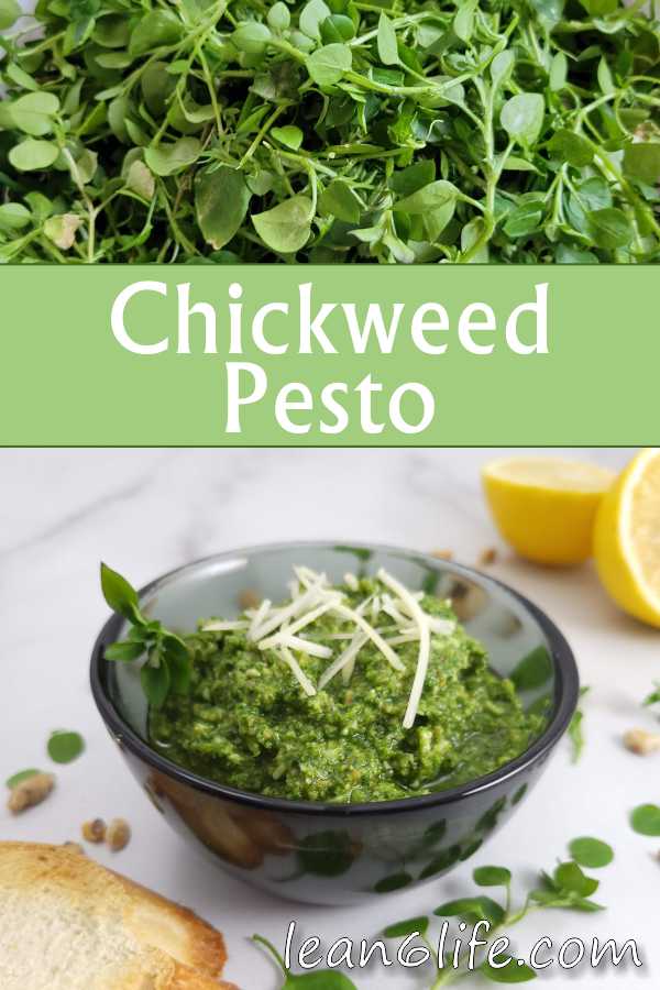 Chickweed Pesto - a tasty recipe that makes a great intro to foraging wild edibles!