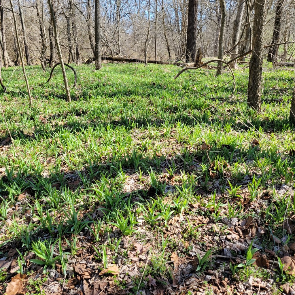Daylilies as far as the eye can see