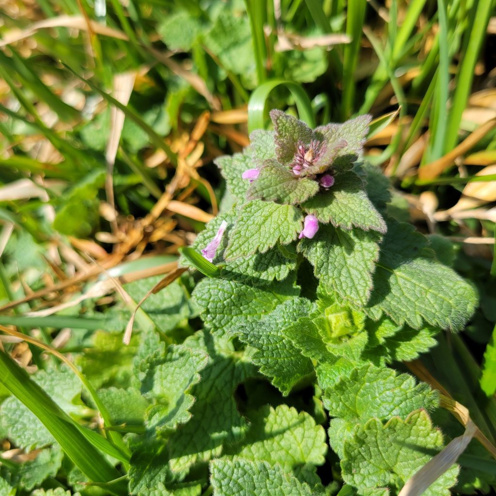Purple dead nettle