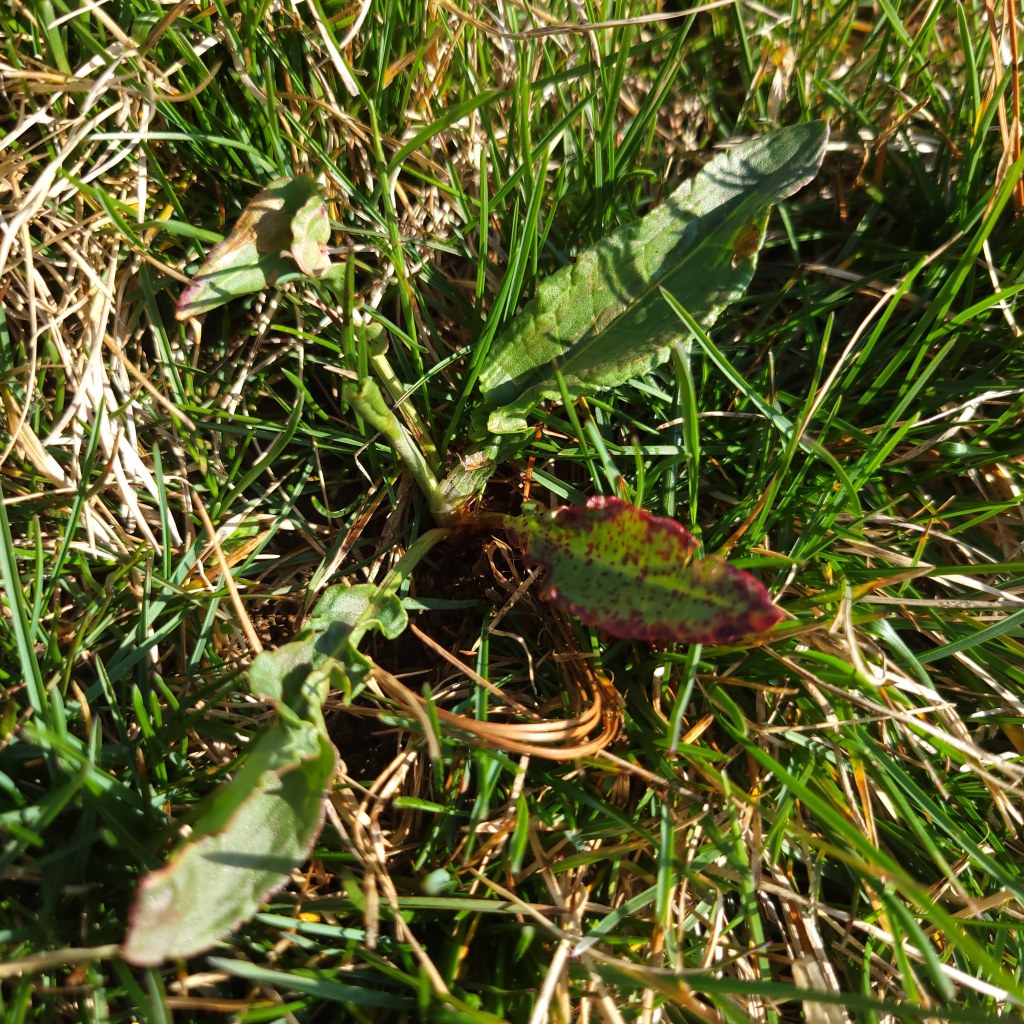 Dock of some species