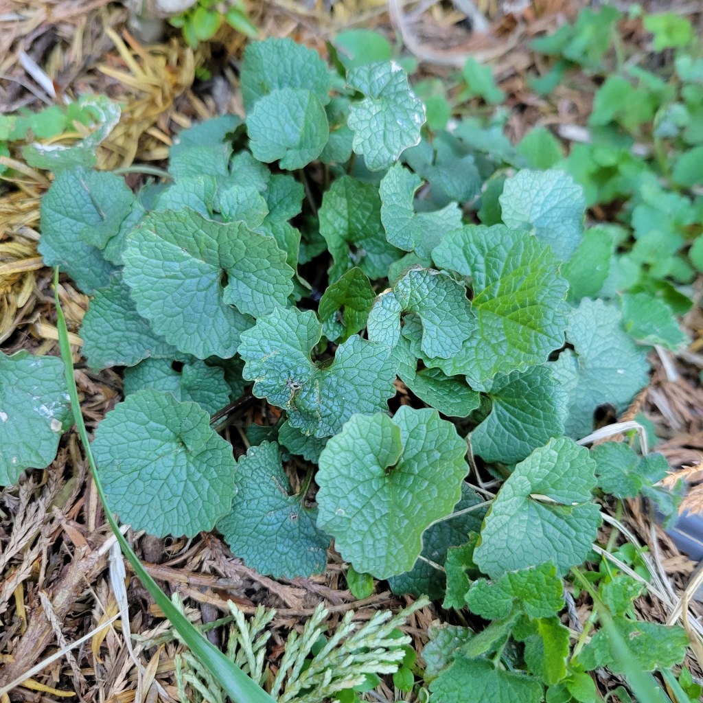 Garlic mustard
