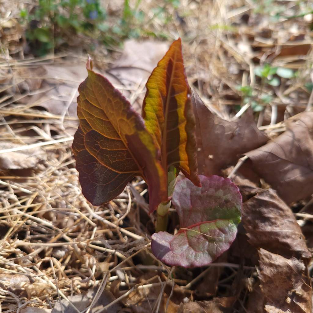 Japanese knotweed beginning to come up