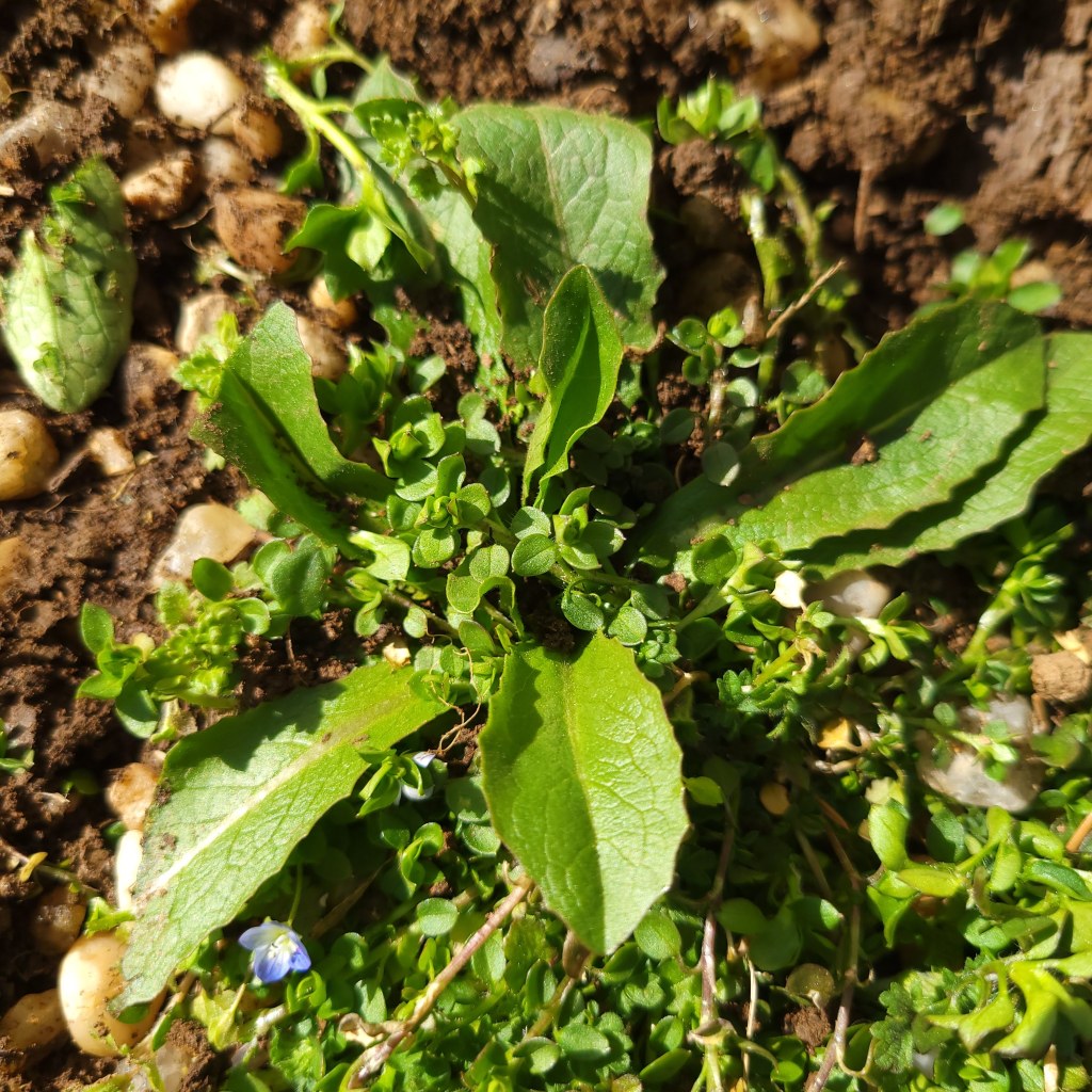 Prickly lettuce nestled amongst chickweed