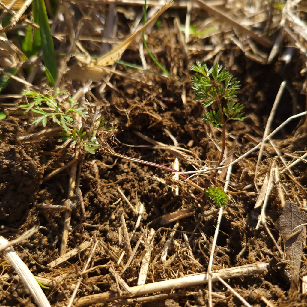 Queen Anne's Lace, aka wild carrot